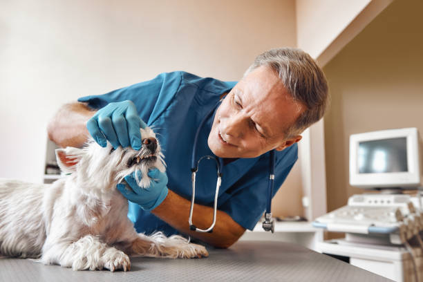 Best Emergency Dental Care for Broken or Chipped Teeth in Weyauwega, WI